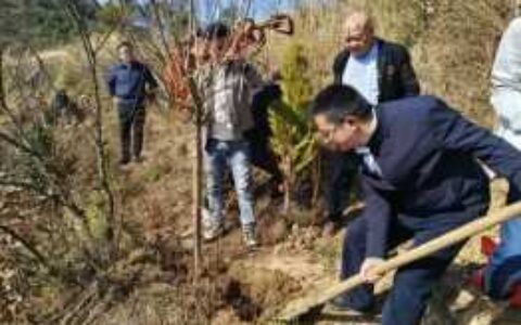 金华镇开展义务植树活动