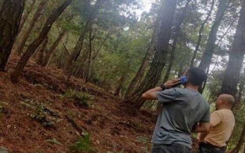 观山湖区朱昌镇高寨村林下赤松茸种植项目完成种植