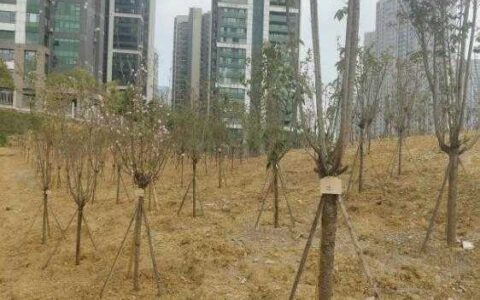 观山湖区开展近三年义务植树成果自查