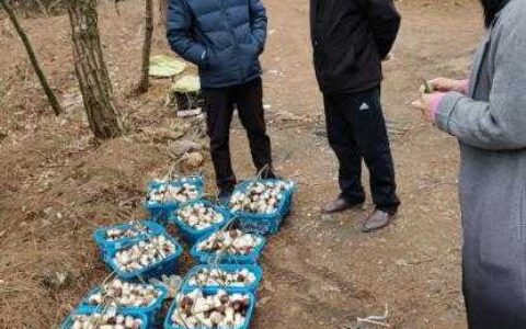 观山湖区自然资源局到白云区沙文镇赤松茸种植项目基地实地调研