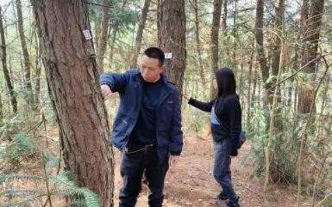 观山湖区扎实开展林业病虫害越冬代调查工作