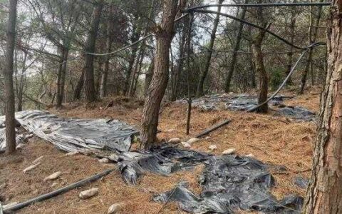 观山湖区金华镇翁井村羊肚菌采摘正当时