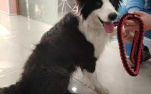 观山湖区收容无牌犬只的公示
