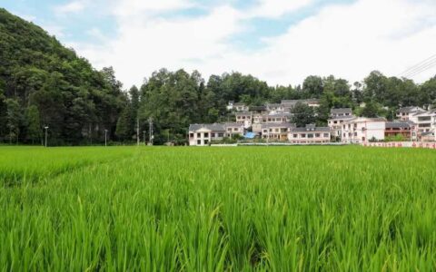 观山湖区农业农村局：统防统治+绿色防控 为粮食生产安全“保驾护航”