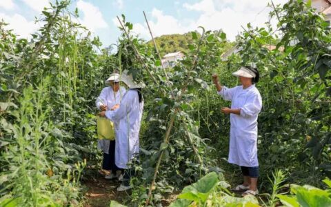 从“菜园子”直通“菜篮子” 观山湖区“观观早菜”直销点即将投入使用