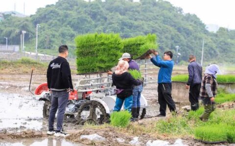 “粮策”稳粮仓 机械化插秧助力领导领办示范责任田增产丰收