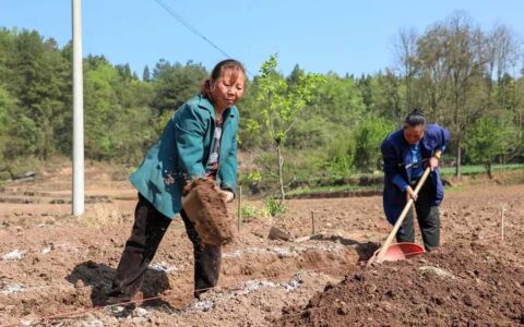 观山湖区百花湖镇：打造鲜食玉米种植示范基地助力农民增产增收