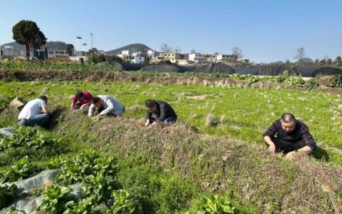 省、市、县三级植保部门在红枫湖镇开展稻水象甲越冬成虫调查