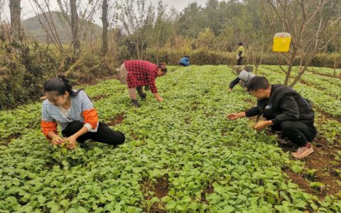 农技人员田间“献技” 清镇市15万亩油菜开始移栽