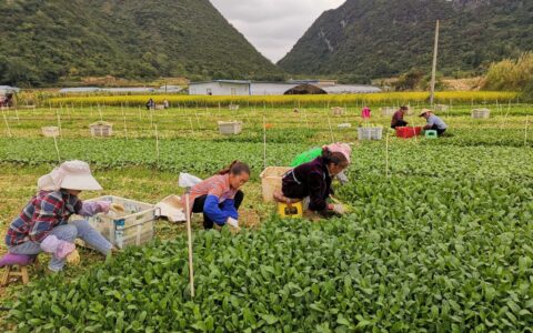 清镇市农业农村局党委书记、局长张劲松组织党员干部摸底辖区“在土菜”情况