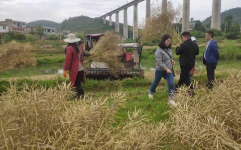 省市土肥专家深入到清镇市卫城镇田间地头开展油菜秸秆还田技术指导