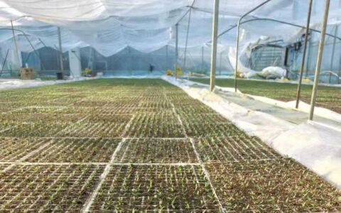 红枫湖镇：800亩优质辣椒苗待移栽产业发展按下“快进键”