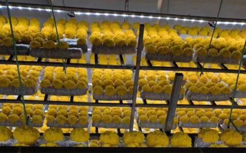 清镇市站街镇：深耕“农产品+”模式 提升产品附加值