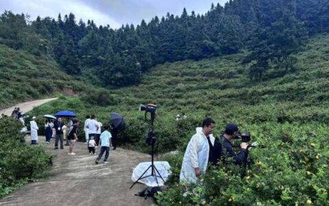 从“深山藏”到“全国抢”！清镇市流长乡黑土村刺梨实现产销两旺