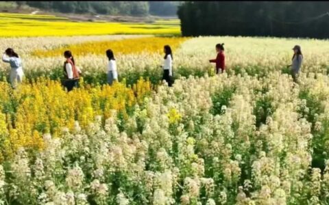 清镇市站街镇：“稻油轮作”唤醒冬闲田 粮丰民富结出“金色果”
