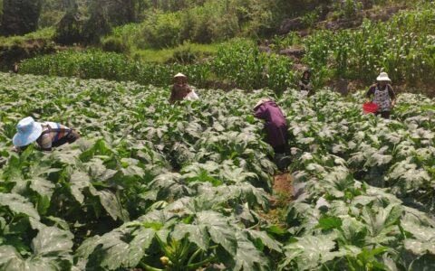 清镇市王庄乡小坡村：低效果园变身为特色蔬菜种植基地