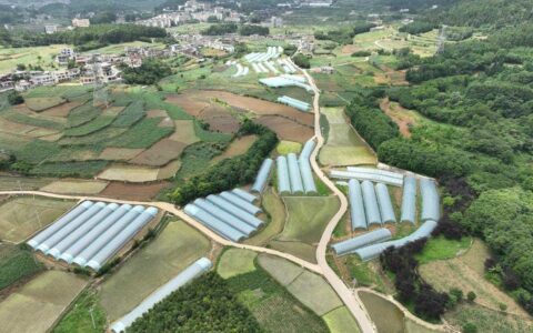 清镇市站街镇：80亩小白菜首采迎丰收