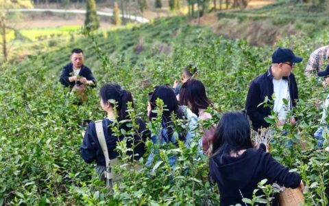 【奋进的春天】清镇市新店镇中坝村：“茶文旅”融合发展 走出强村富民新路子