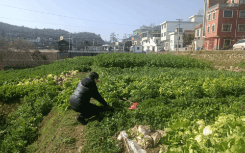 清镇市暗流镇：做好农产品质量安全检测 守护群众“菜篮子”安全