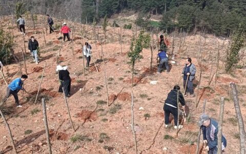 清镇市麦格乡积极开展生态修复楠竹种植工作，为非法采矿“伤疤”披上绿装
