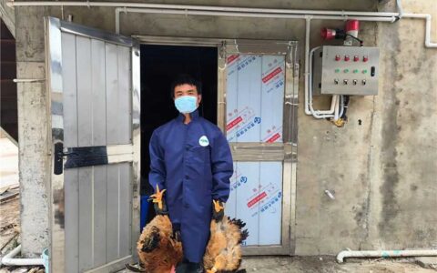 【“强省会”清镇在行动】清镇市站街镇：肉鸡养殖成为老百姓的“致富经”