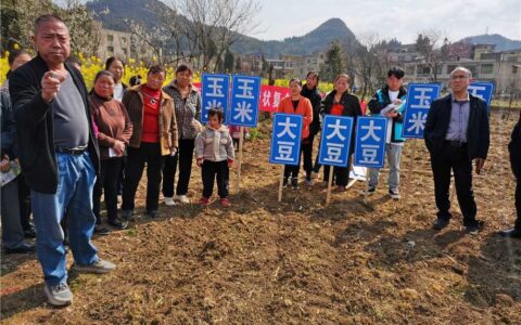 清镇市站街镇：大豆＋玉米“珠联璧合” 助力农户增产增收