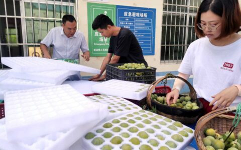 向高端市场发力，鸭池河酥李礼盒装“首礼”走货100多盒！