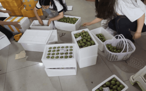 清镇市新店镇鸭池河酥李陆续上市