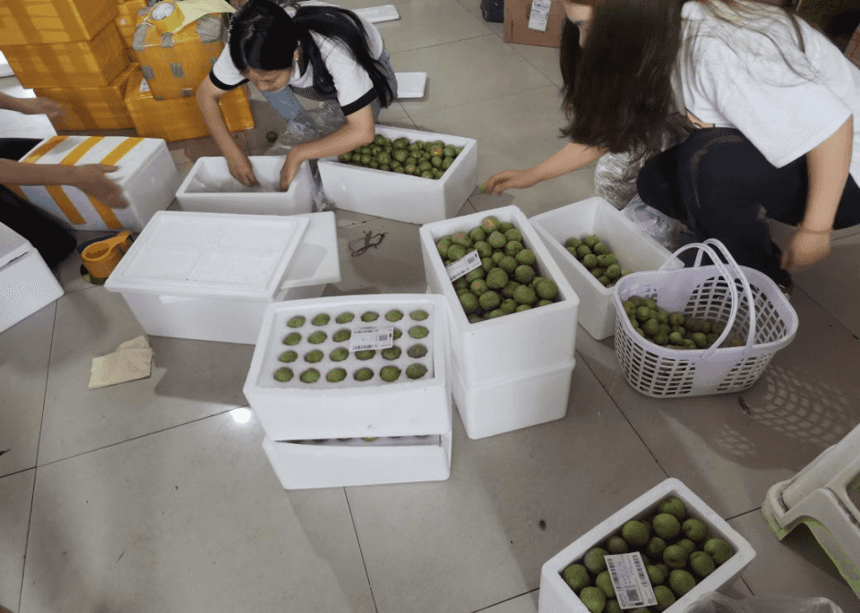 清镇市新店镇鸭池河酥李陆续上市