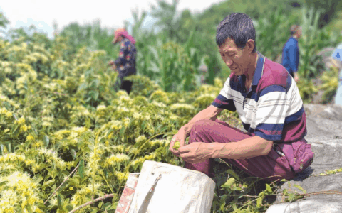清镇市新店镇：巧思助民富 石头缝里开出致富花