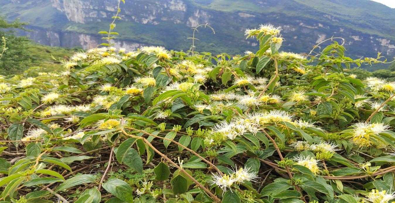 清镇市新店镇：巧思助民富 石头缝里开出致富花