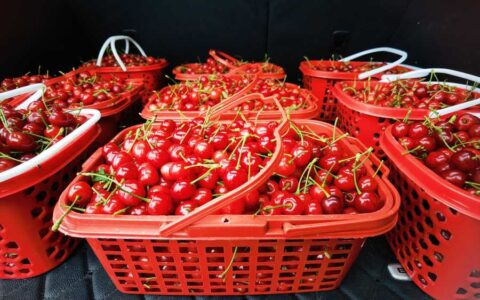 清镇市流长乡：凹河樱桃甜蜜上市 果农喜获丰收