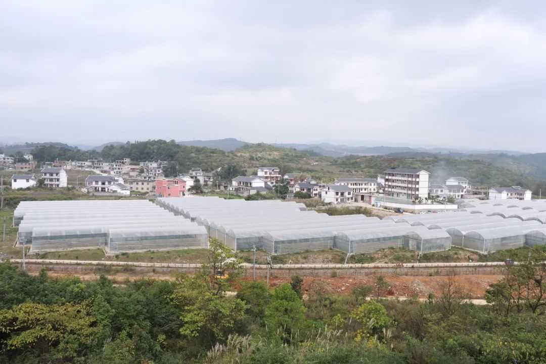 清镇市红枫湖镇骆家桥村：支部建在产业上 村民变身“上班族”