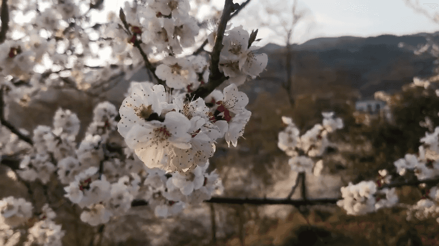 爽爽贵阳 繁花似锦｜以花为媒 共赴一场鲜花烂漫的春天之约