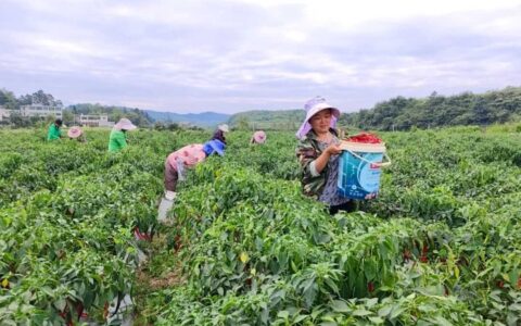 修文县久长街道：辣椒产业蓬勃发展 点燃乡村振兴“火辣”引擎
