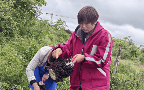 修文县：黑木耳产业托起创业致富梦