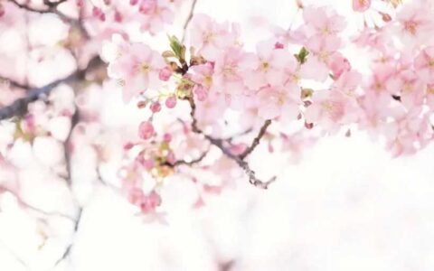 “心花怒放·大美修文”赏花攻略