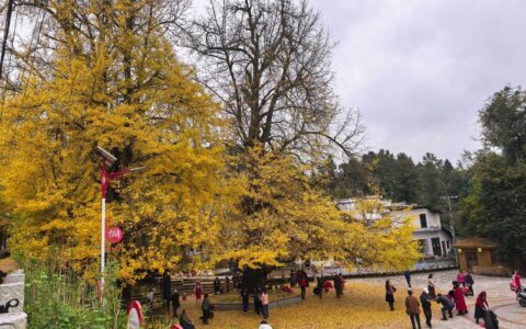 古村金叶醉游人 修文大木村古银杏群落初冬展韵