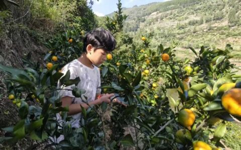 金秋丰收正当时 桃源蜜橘甜如蜜——修文县六屯镇桃源村4000亩蜜橘迎客来