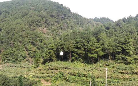 修文：无人机助力猕猴桃“飞”出大山