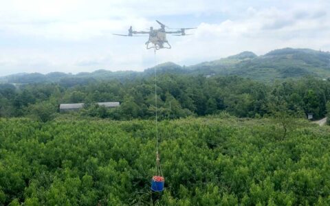 修文县：无人机为黄桃插上“科技翅膀”高效出山