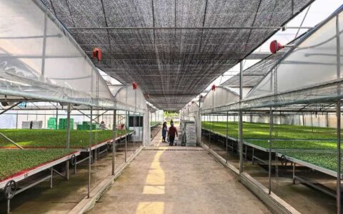 修文县阳明洞街道幸福村：小种苗助力富民兴业