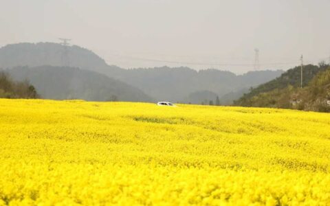 修文县久长街道千亩油菜花海进入盛花期 推进美丽花海向美丽经济全速迈进