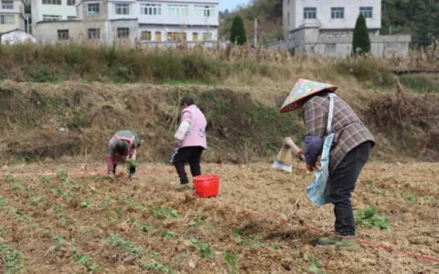修文县六屯镇都堡村：冬种油菜忙 期盼明春花满畦