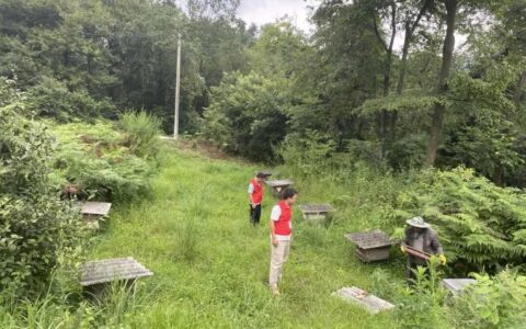 【排队抓尾·奋进修文】修文县六屯镇陆丰村：“蜂”光无限促增收 尾端发力酿“甜”果