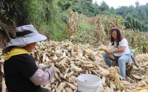 修文县小箐镇小坝村：制种玉米采收忙 集体经济增收添希望