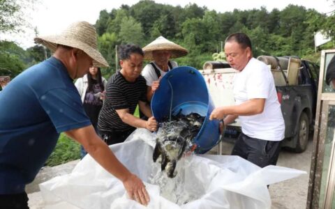修文县岩鹰山村：稻田养鱼 生态与经济双赢