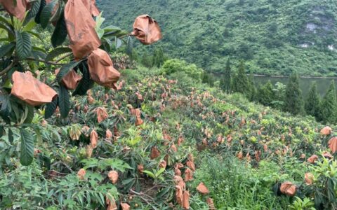 修文县中明村：枇杷飘香 林禽欢跃
