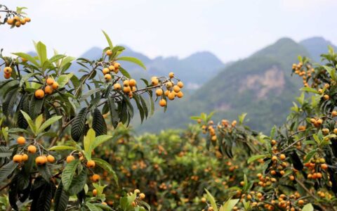 修文县六广河畔：一颗枇杷甜深山 农旅融合路子宽