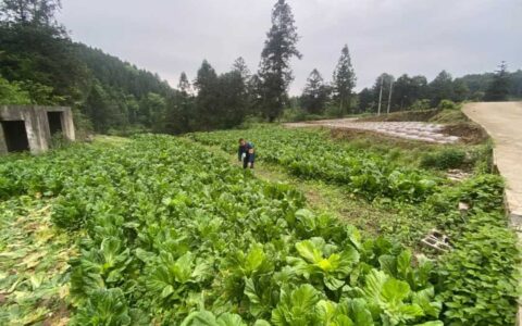 修文县六屯镇陆丰村百亩青菜进入最佳采摘期